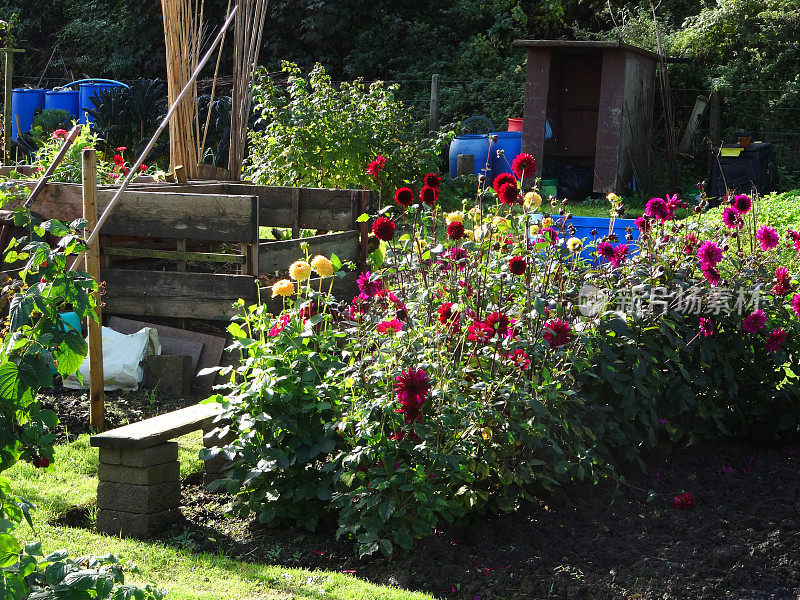 在蔬菜园里种植大丽花/花，木质堆肥堆，水桶